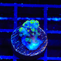 TSA Bollywood Acropora Coral