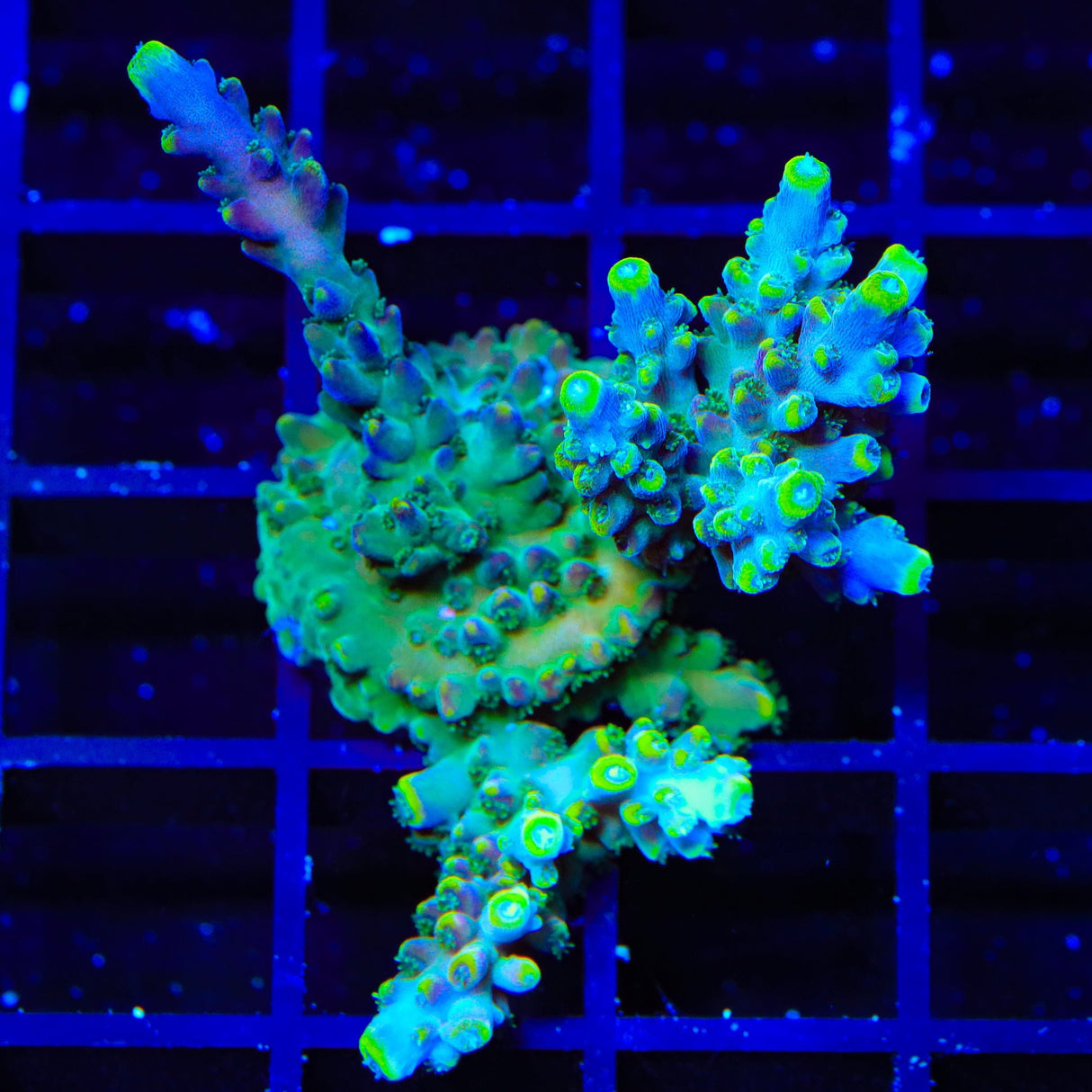 TSA Bollywood Acropora XL Frag Coral
