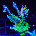 TSA Bollywood Acropora XL Frag Coral