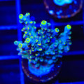 TSA Bollywood Acropora XL Frag Coral