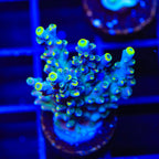 TSA Bollywood Acropora XL Frag Coral