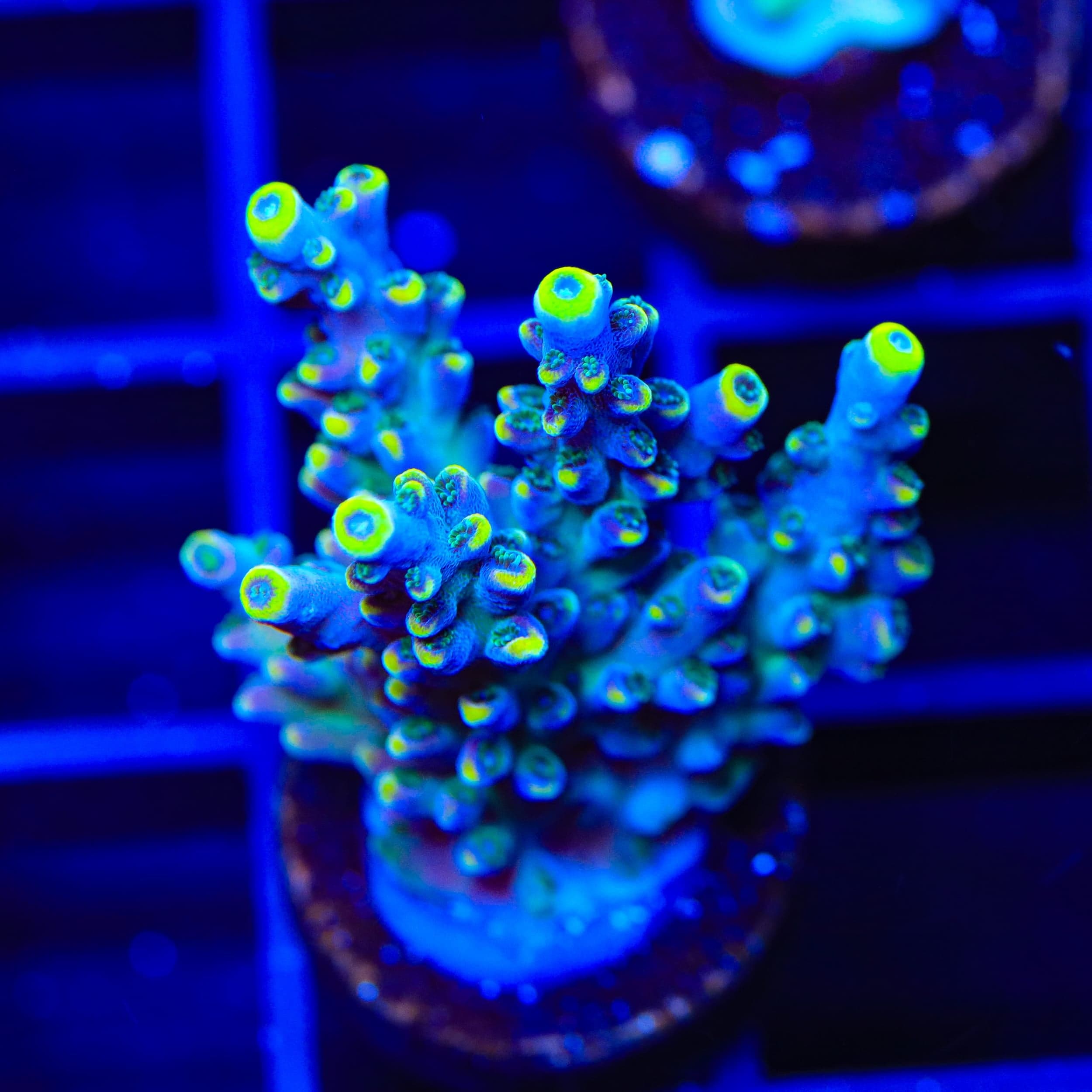 TSA Bollywood Acropora XL Frag Coral