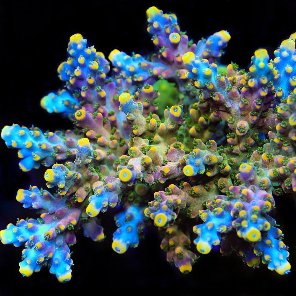 TSA Bollywood Acropora XL Frag Coral