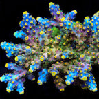 TSA Bollywood Acropora XL Frag Coral