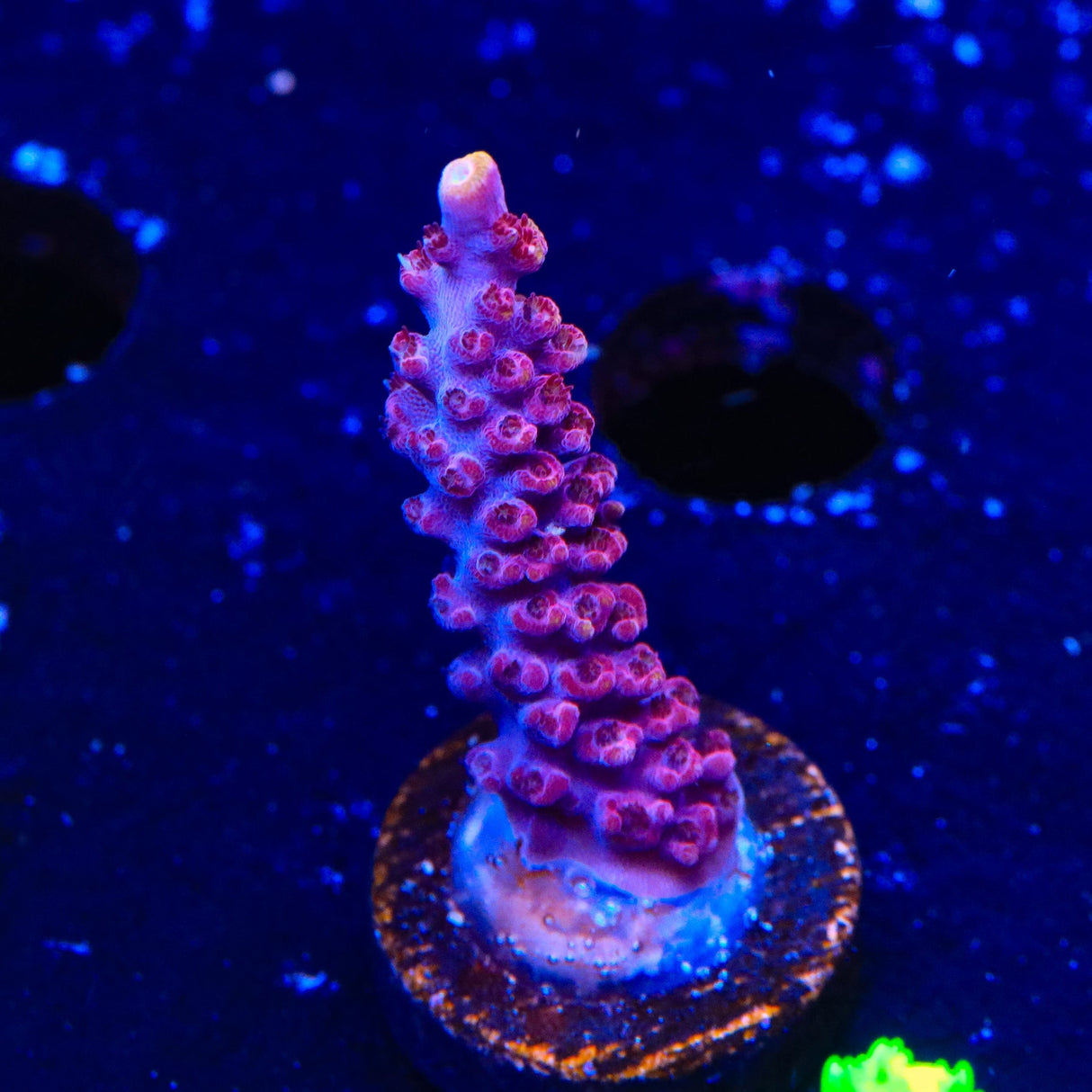 TSA Bottle Rocket Acropora Coral