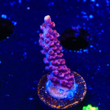 TSA Bottle Rocket Acropora Coral