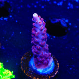 TSA Bottle Rocket Acropora Coral