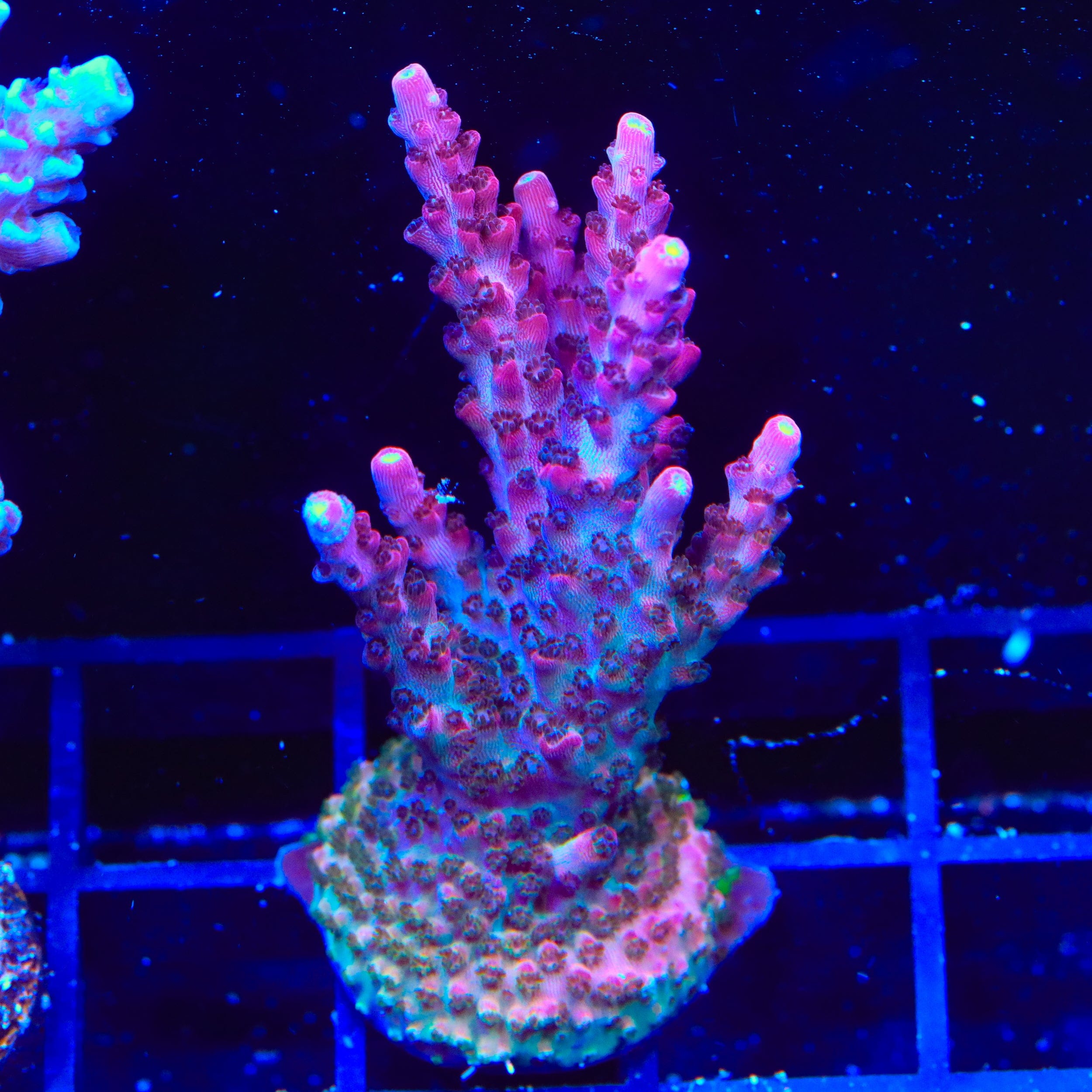 TSA Bottle Rocket Acropora XL Frag Coral