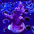 TSA Bottle Rocket Acropora XL Frag Coral