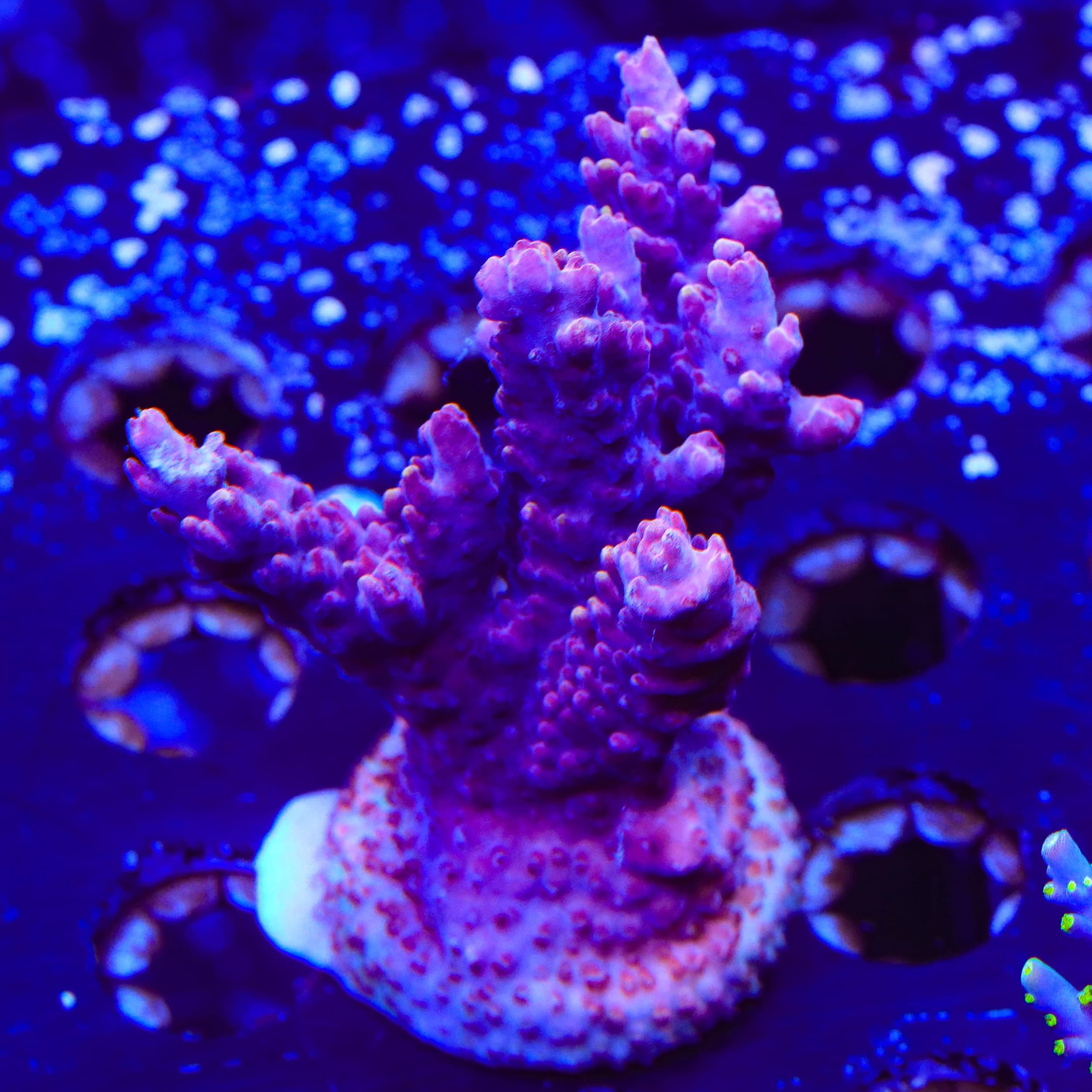 TSA Bottle Rocket Acropora XL Frag Coral