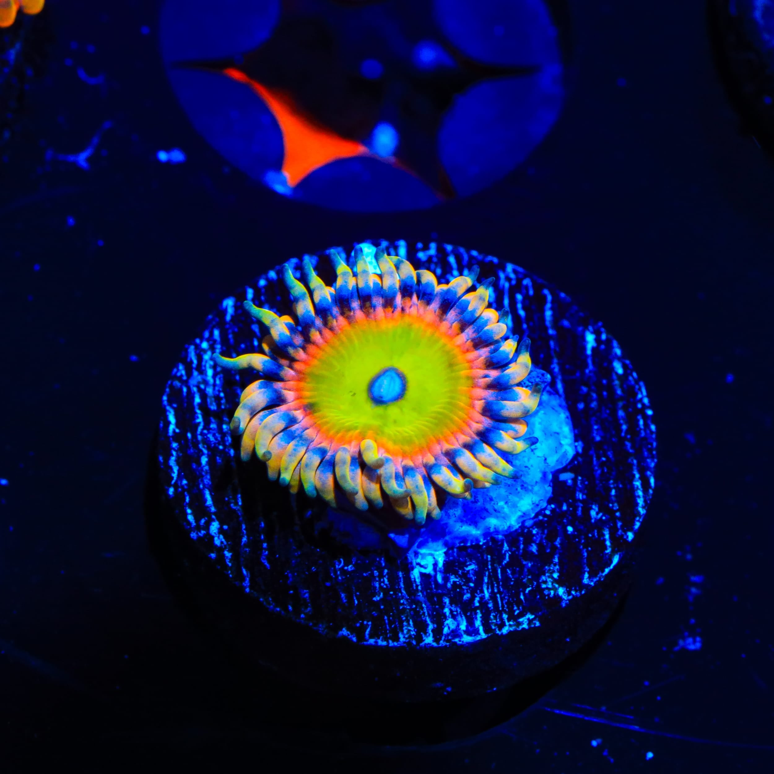 TSA Bowsers Revenge Zoanthids Coral