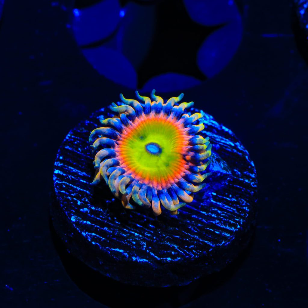 TSA Bowsers Revenge Zoanthids Coral