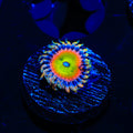 TSA Bowsers Revenge Zoanthids Coral