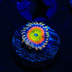 TSA Bowsers Revenge Zoanthids Coral