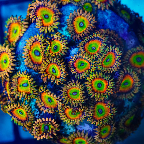 TSA Bowzers Revenge Zoanthids Coral