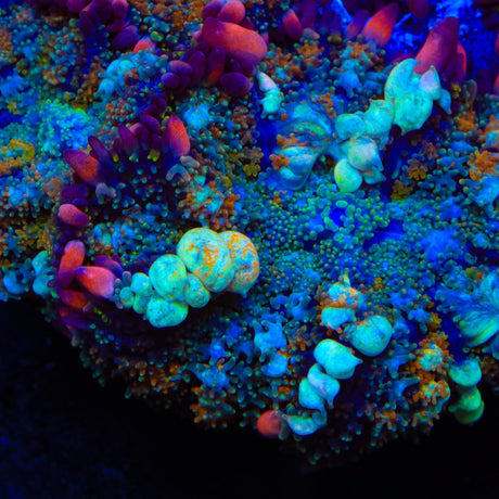 TSA Bozo's Revenge Bounce Mushroom Coral