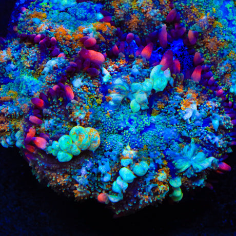 TSA Bozo's Revenge Bounce Mushroom Coral