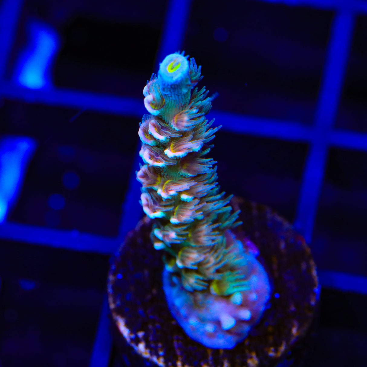 TSA Brain Teaser Acropora Coral