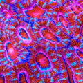 TSA Bubblegum Snap Acan Coral