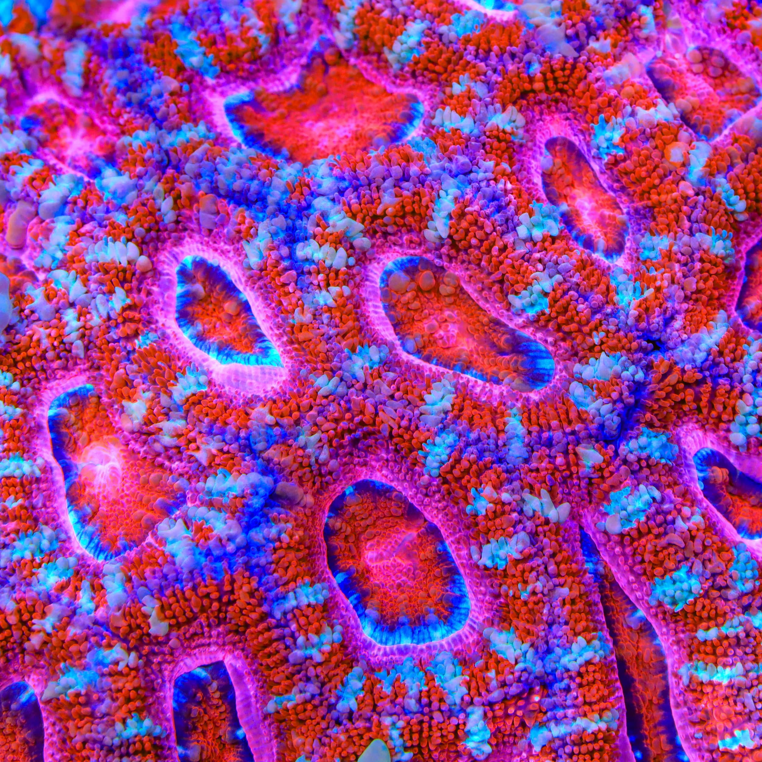 TSA Bubblegum Snap Acan Coral