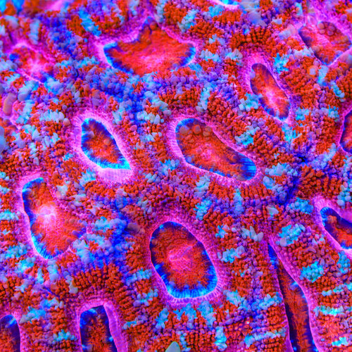 TSA Bubblegum Snap Acan Coral