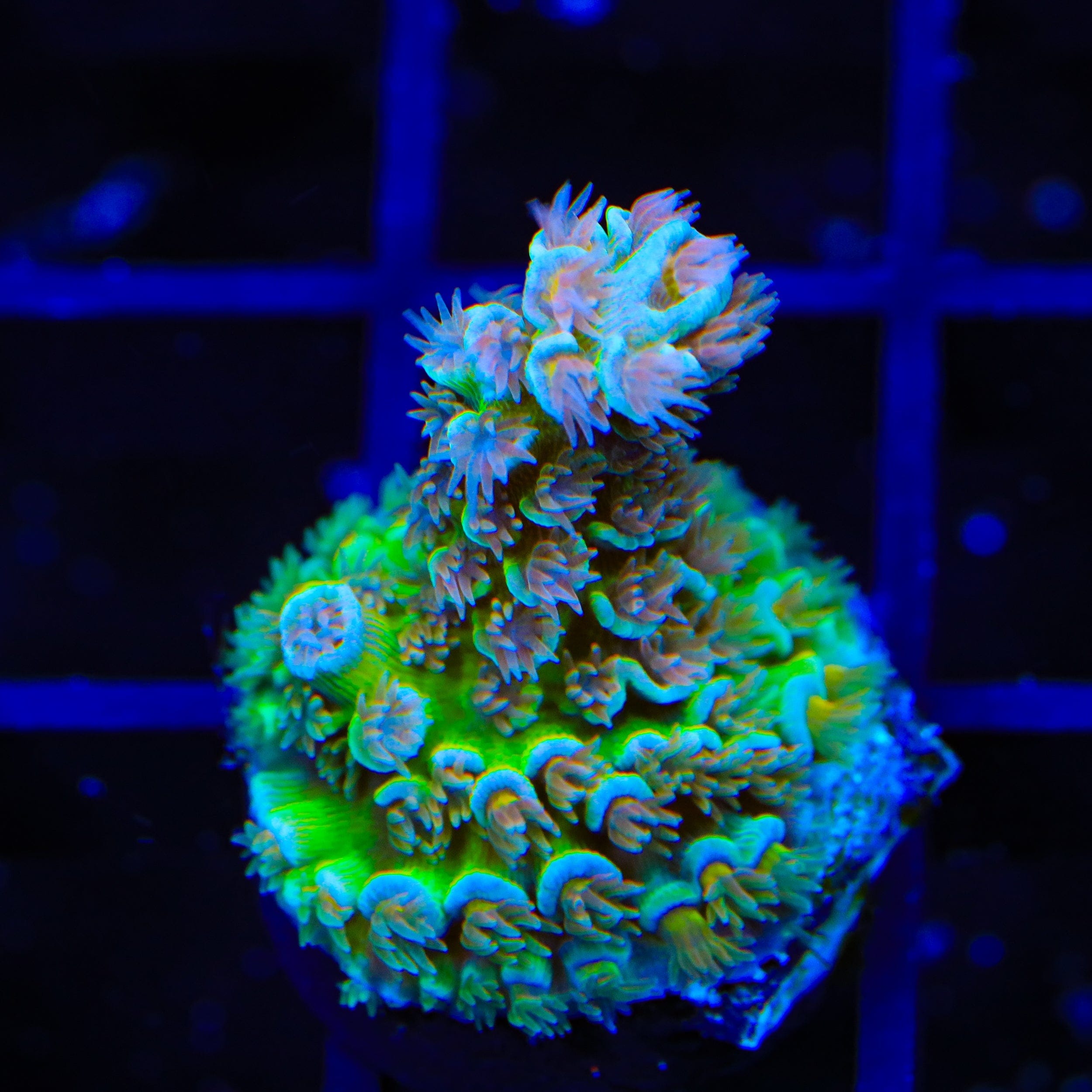 TSA Bubbleyum Tenuis Acropora Coral