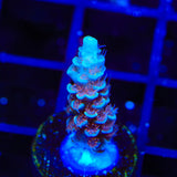 TSA Bubbleyum Tenuis Acropora Coral