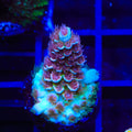 TSA Bubbleyum Tenuis Acropora Coral