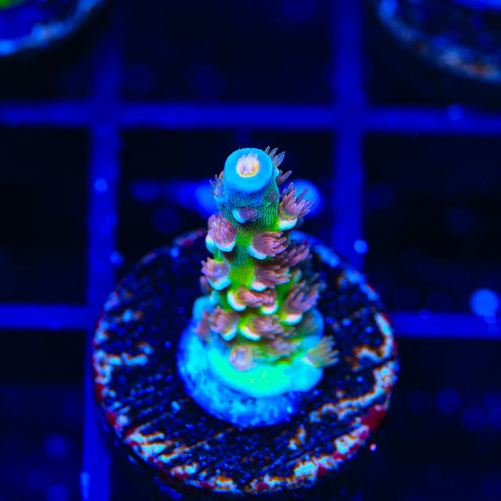 TSA Bubbleyum Tenuis Acropora Coral