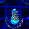 TSA Bubbleyum Tenuis Acropora Coral