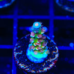 TSA Bubbleyum Tenuis Acropora Coral