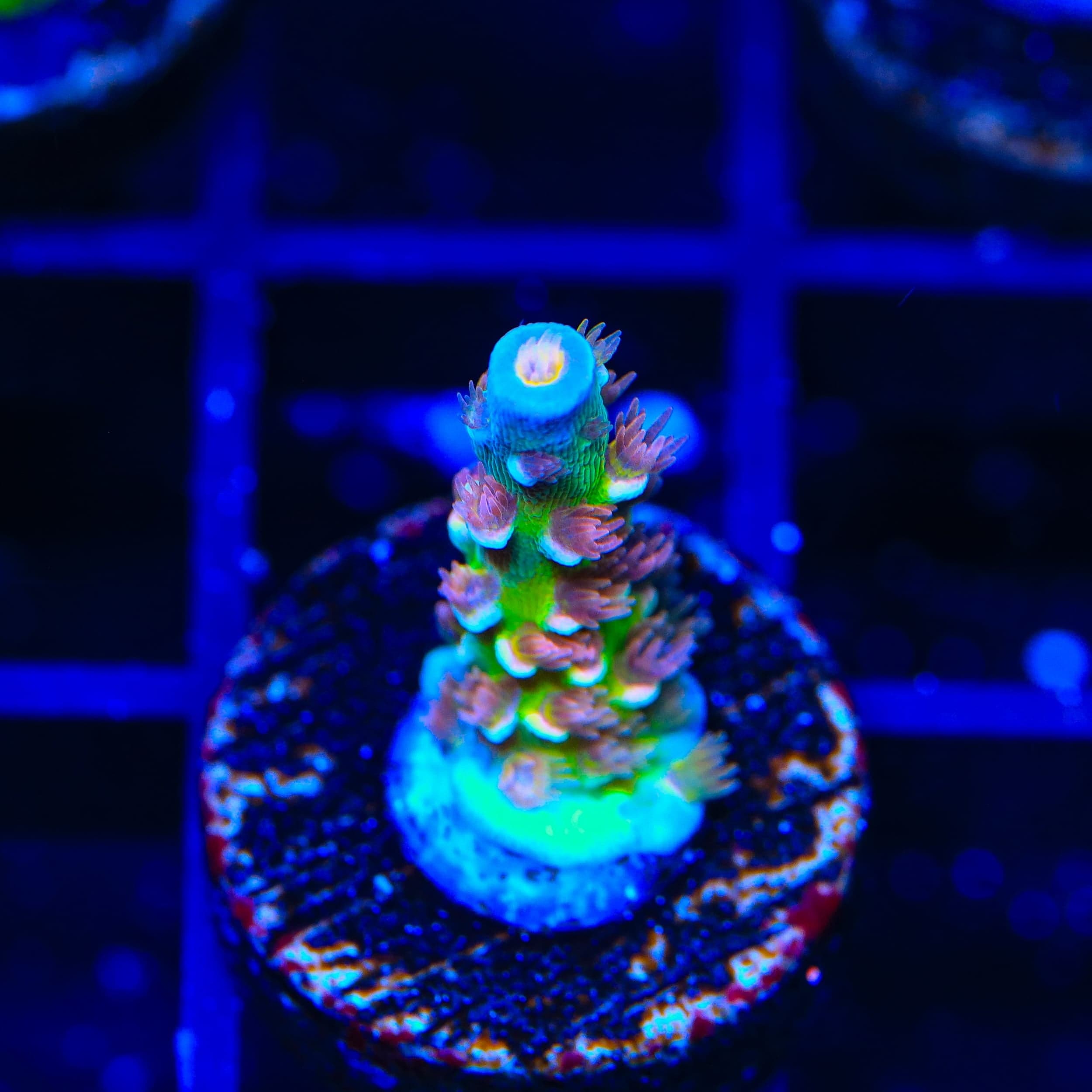 TSA Bubbleyum Tenuis Acropora Coral