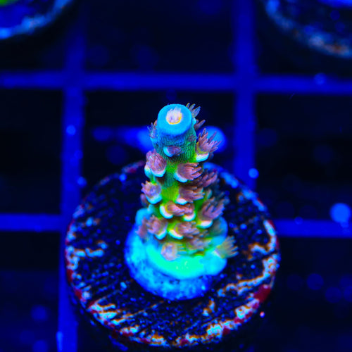 TSA Bubbleyum Tenuis Acropora Coral