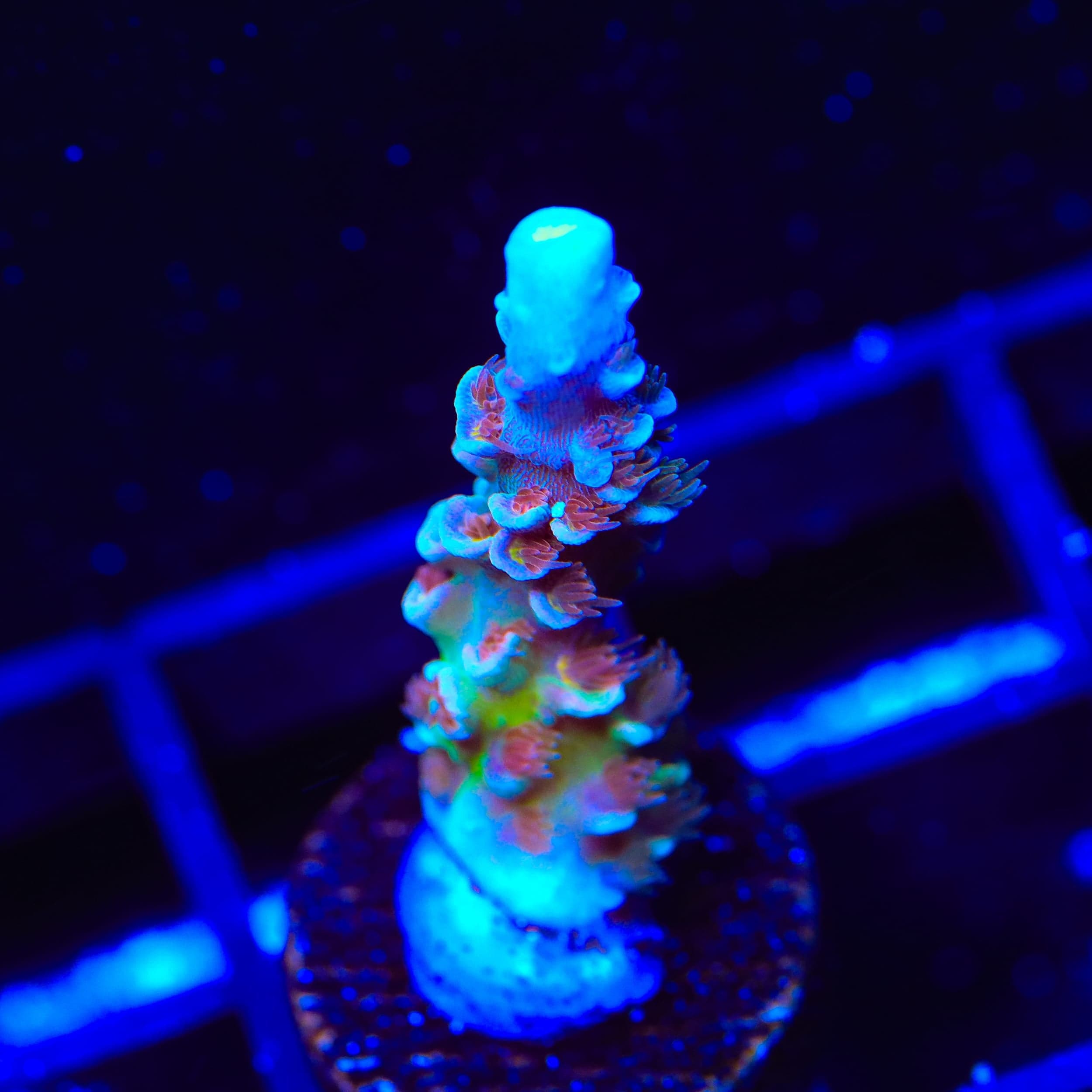 TSA Bubbleyum Tenuis Acropora Coral