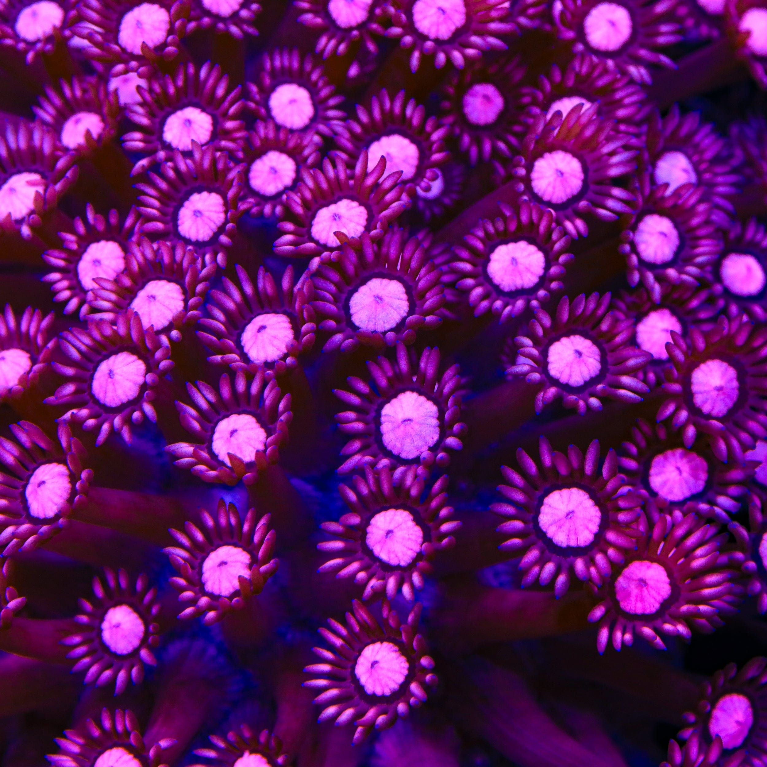 TSA Candy Crush Goniopora Coral – Cut to Order – Top Shelf Aquatics