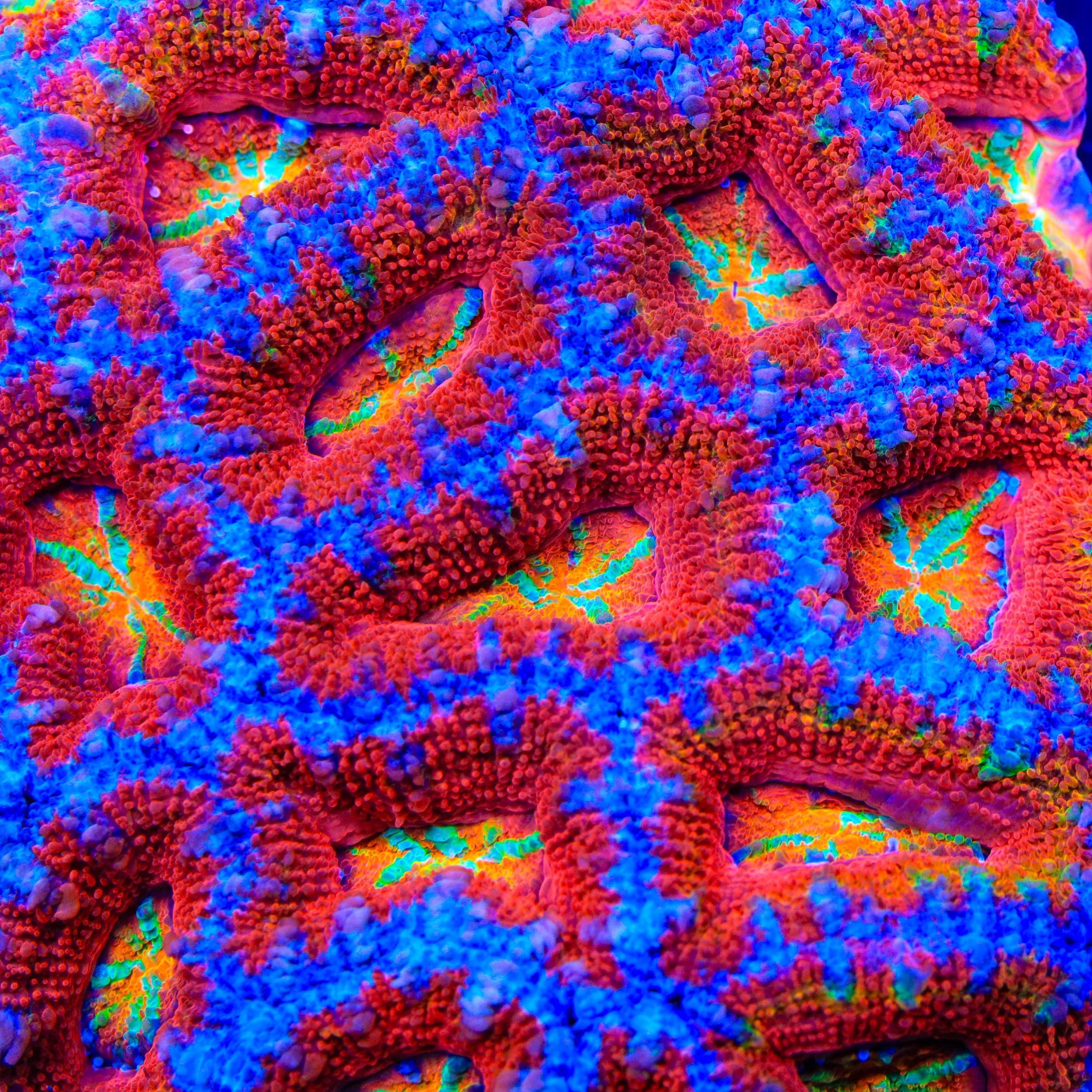TSA Candy Floss Acan Coral