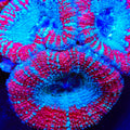 TSA Captain America Acan Coral