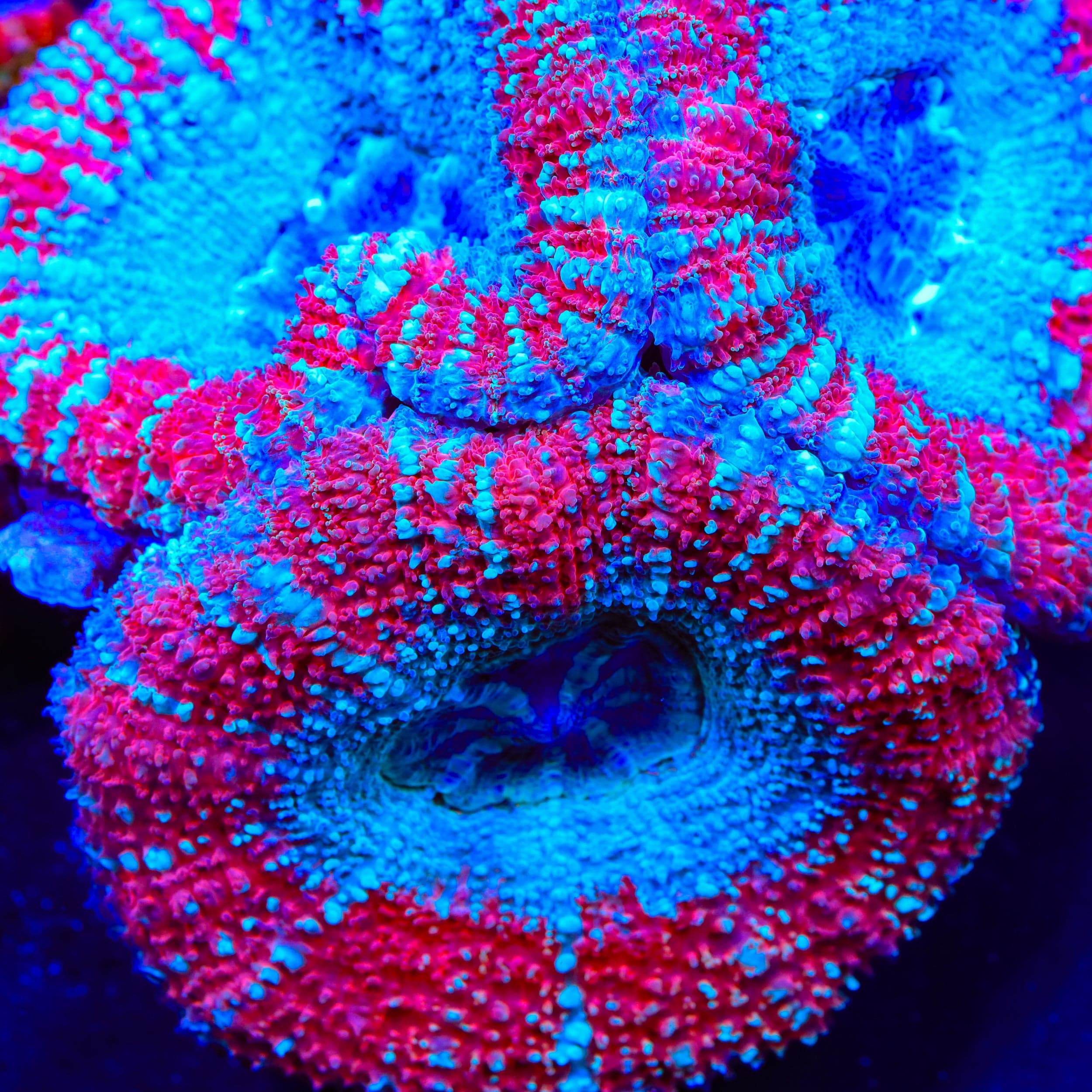 TSA Captain America Acan Coral