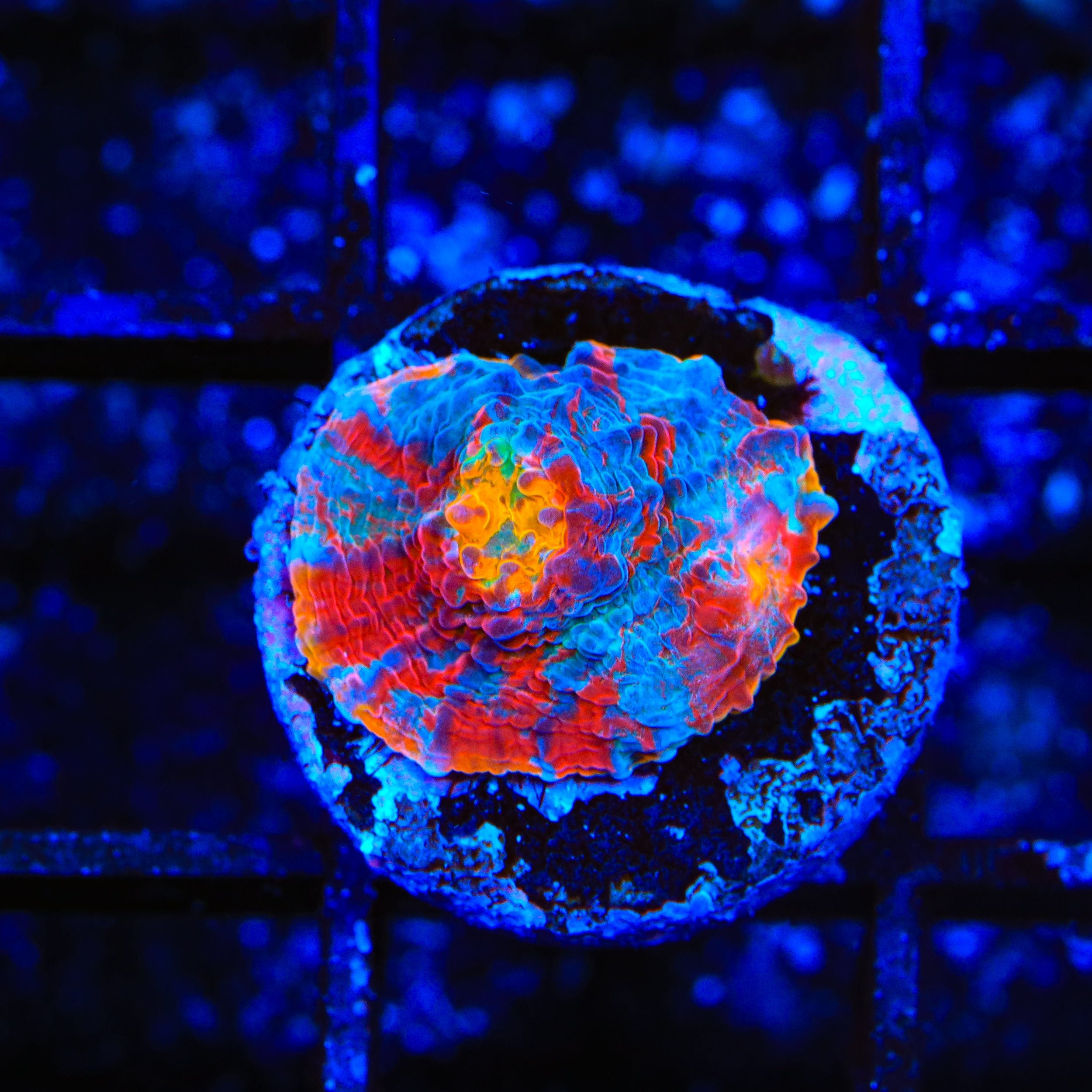TSA Captain America Chalice Coral