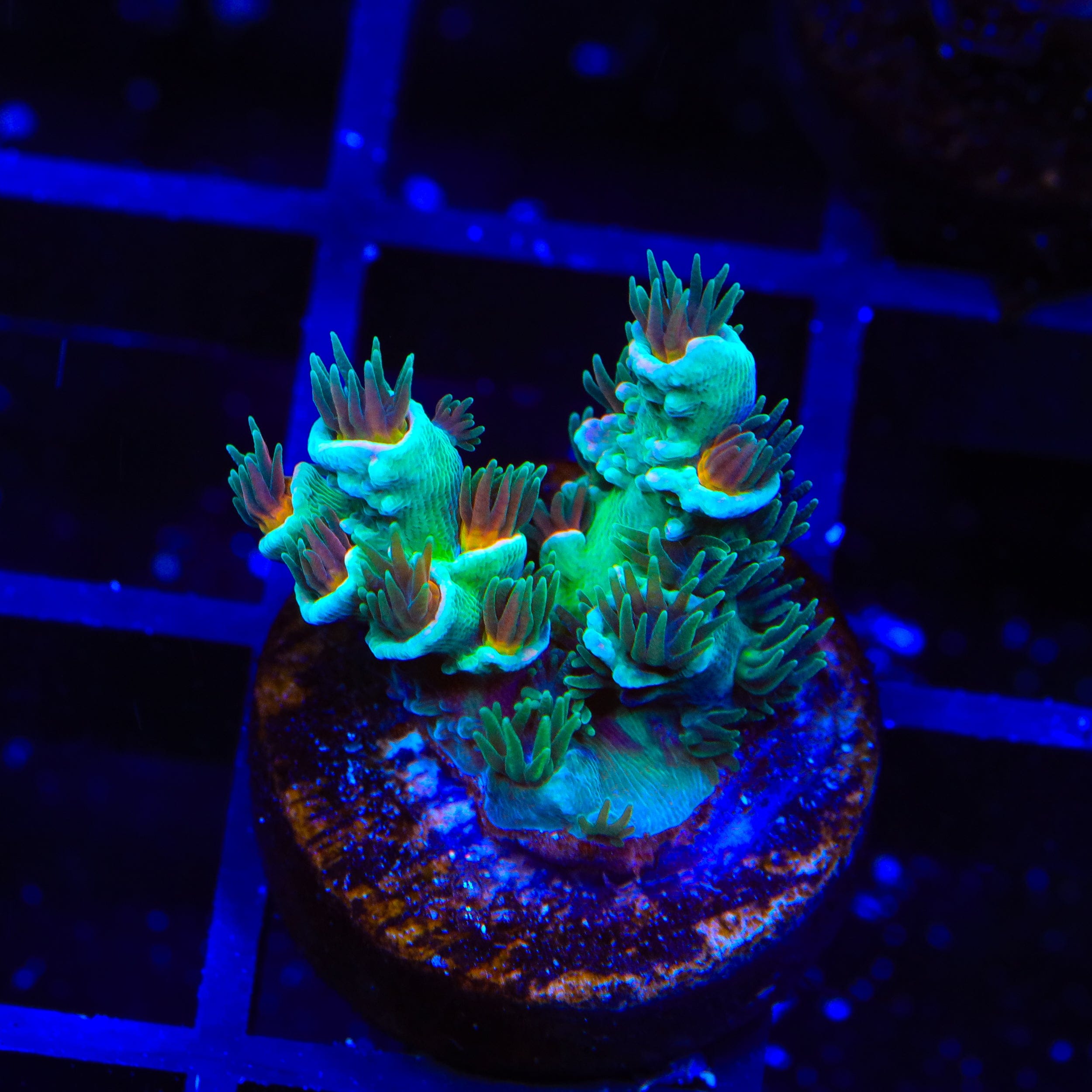 Live Corals for Sale – Page 42 – Top Shelf Aquatics
