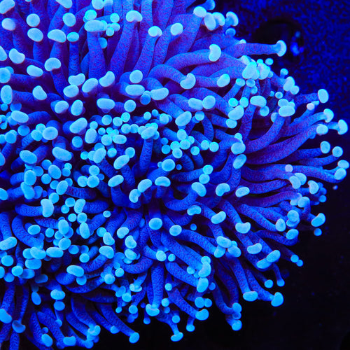TSA Caribbean Torch Coral
