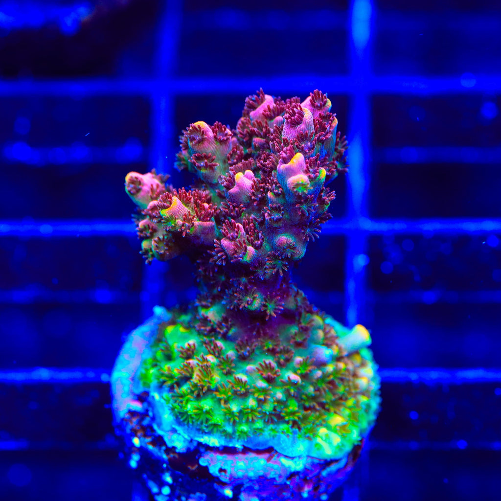 TSA Carolina Reaper Acropora Coral