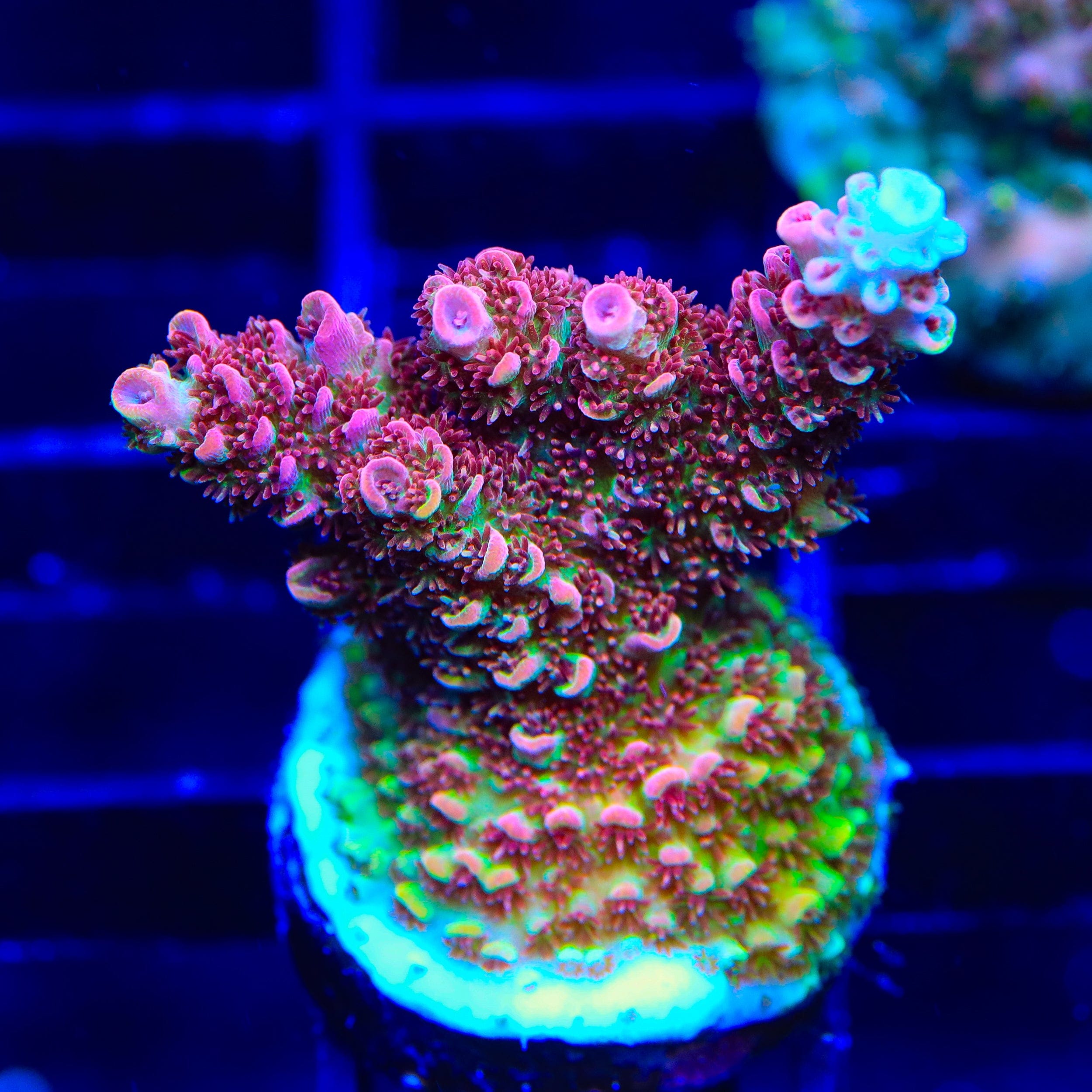 TSA Carolina Reaper Acropora Coral