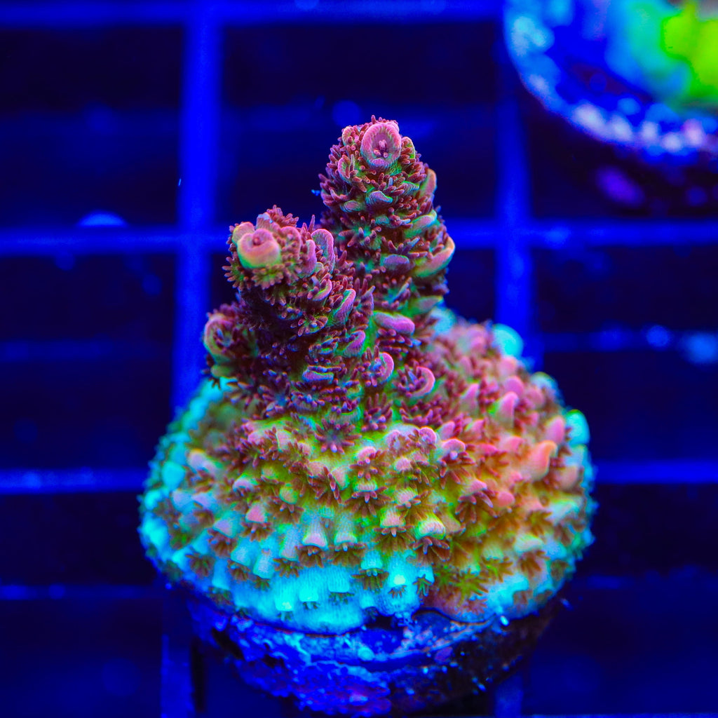 TSA Carolina Reaper Acropora Coral
