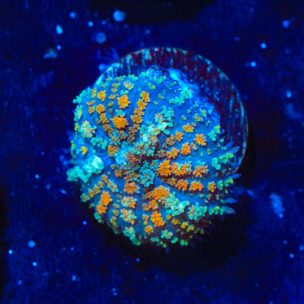 TSA Carousel Bounce Mushroom Coral