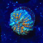 TSA Carousel Bounce Mushroom Coral