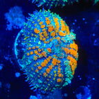 TSA Carousel Bounce Mushroom Coral