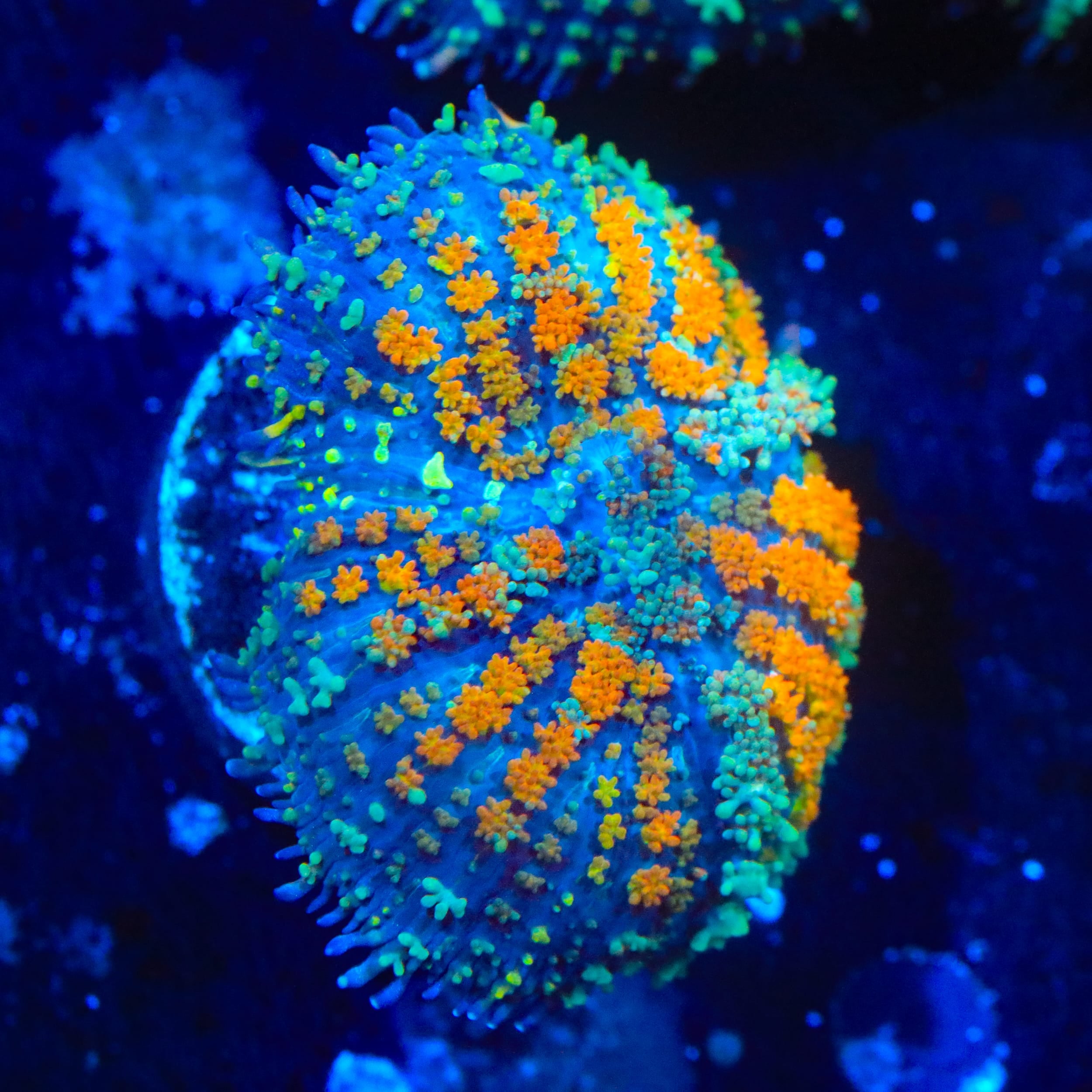 TSA Carousel Bounce Mushroom Coral