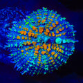 TSA Carousel Bounce Mushroom Coral