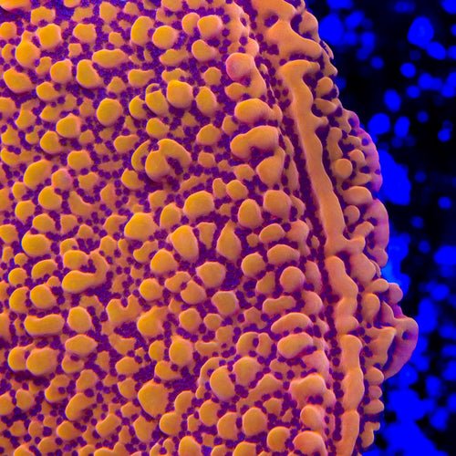 TSA Charizard Montipora Coral